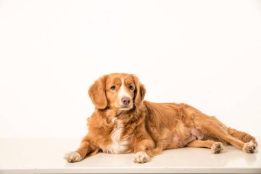 Genç Toller Yetişkin