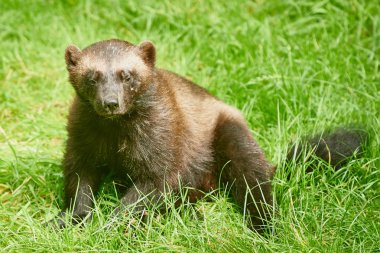 Wolverine (Gulo gulo)