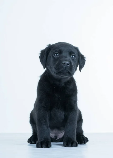 Cachorro jovem Toller — Fotografia de Stock