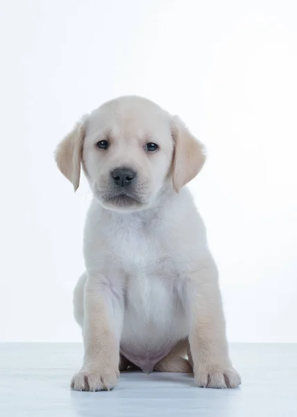 Cachorro jovem Toller — Fotografia de Stock