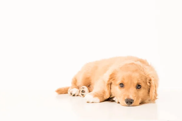 Giovane cucciolo Toller — Foto Stock