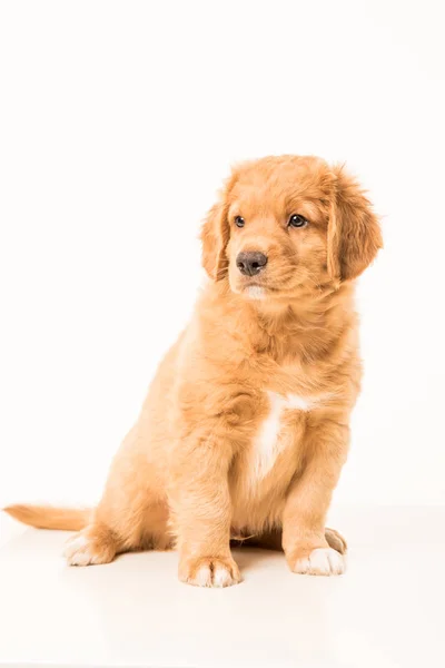 Cachorro jovem Toller — Fotografia de Stock