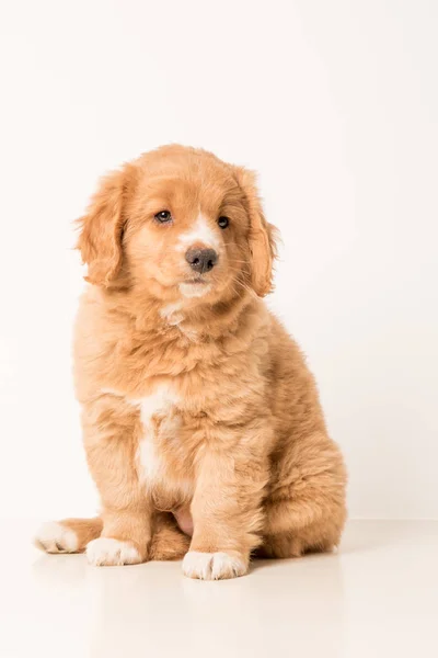 Pup Toller młodych — Zdjęcie stockowe