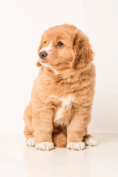 Pup Toller młodych — Zdjęcie stockowe