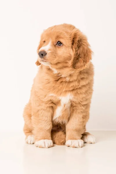 Giovane cucciolo Toller — Foto Stock