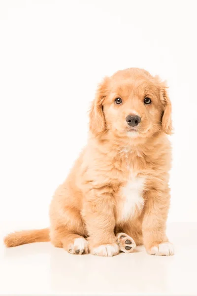 Cachorro jovem Toller — Fotografia de Stock