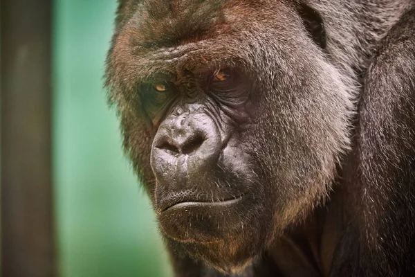 Retrato gorila dorso plateado — Foto de Stock