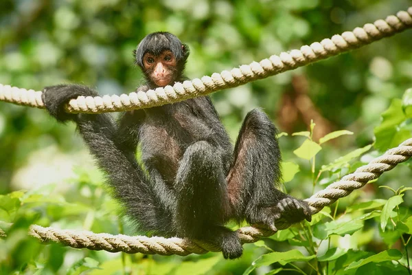 Mono araña en zoológico — Foto de Stock