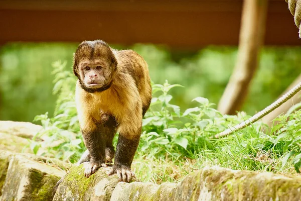 Mono capuchino de pecho amarillo — Foto de Stock