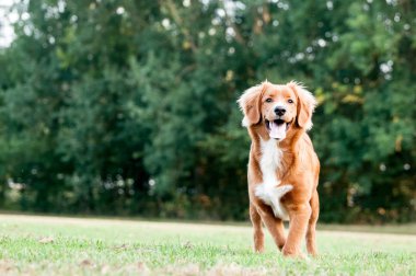 Nova Scotia Duck Tolling Retriever