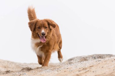 Nova Scotia Duck Tolling Retriever