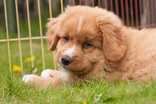 Nova Escócia Duck Tolling Retriever — Fotografia de Stock