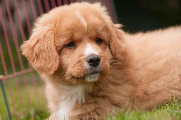 Nuova Scozia Duck Tolling Retriever — Foto Stock