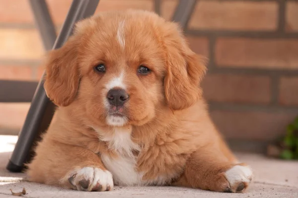 Nova Escócia Duck Tolling Retriever — Fotografia de Stock