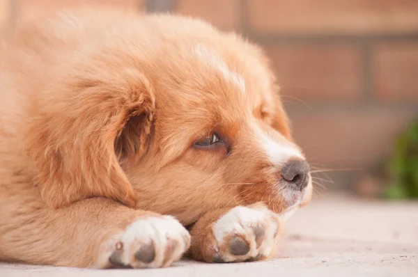 Nova Scotia Duck tolling Retriever — Stock Photo, Image