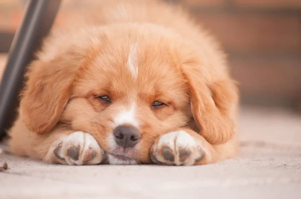 Nova Escócia Duck Tolling Retriever — Fotografia de Stock