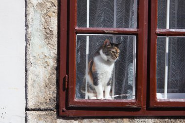 Kedi dışında pencereden seyir