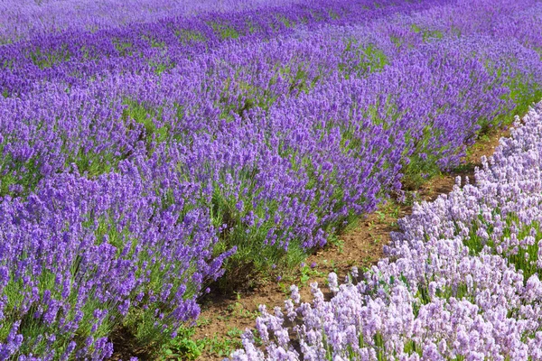 Lavendel velden in Heacham, Groot-Brittannië. — Stockfoto