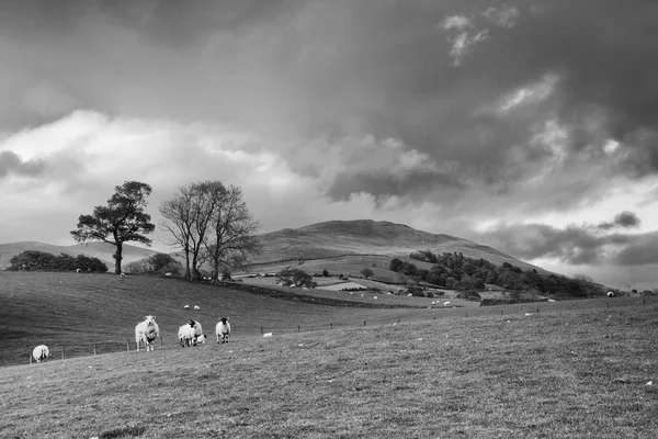 Grüne Wiesen in der englischen Landschaft mit grasenden Schafen. engl — Stockfoto