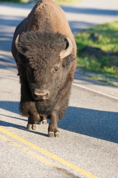 Osamělý bizon na silnici v Yellowstone, Wyoming, Usa — Stock fotografie