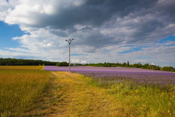 Strada vuota tra campi diversi — Foto Stock