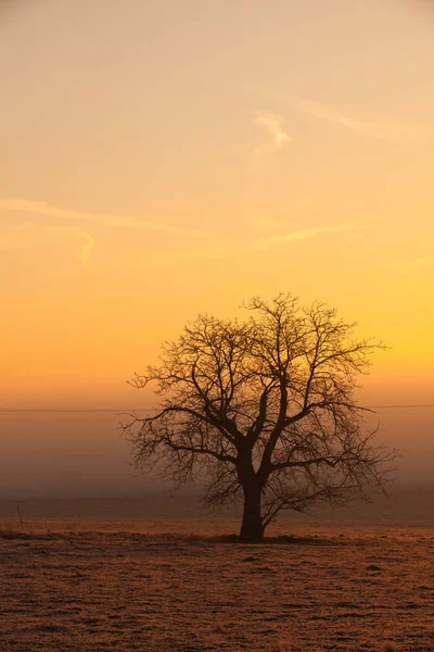 Árvore solitária no campo ao nascer do sol misterioso — Fotografia de Stock