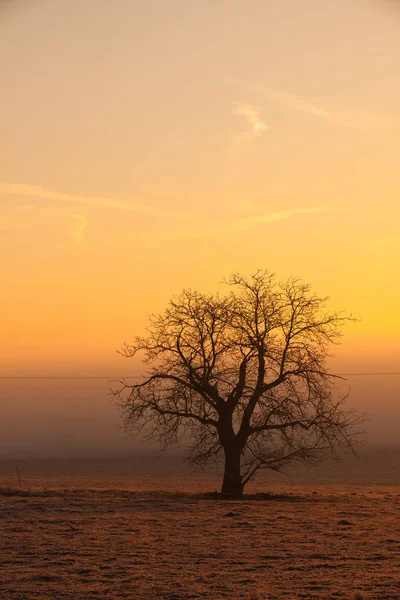 Árbol solitario en el campo al misterioso amanecer — Foto de Stock