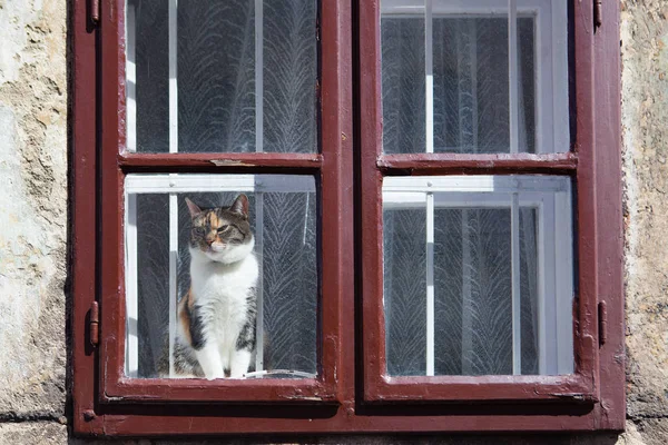 Kedi dışında pencereden seyir