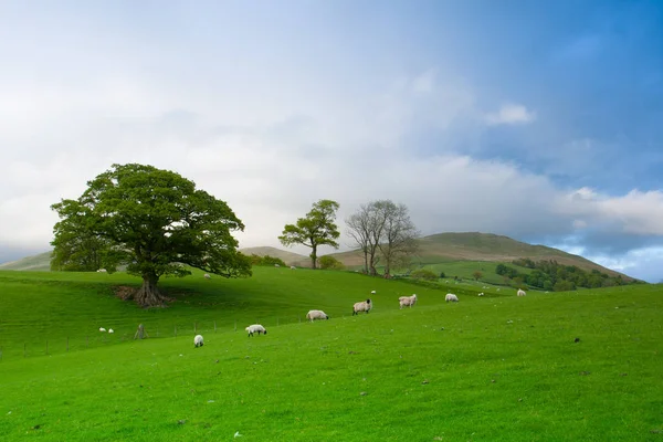 Champs verts dans la campagne anglaise avec moutons de pâturage. Engl — Photo