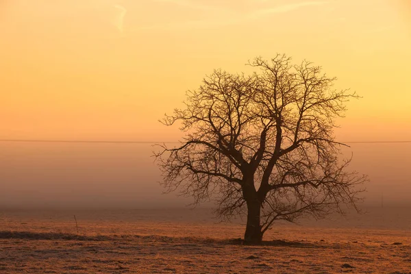 Árvore solitária no campo ao nascer do sol misterioso — Fotografia de Stock