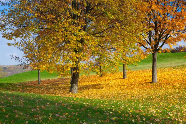 City park with autumn colors