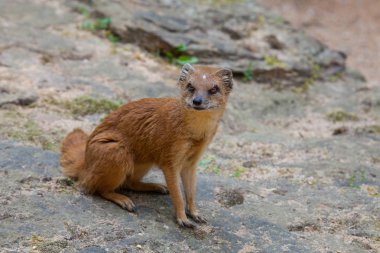 taş üzerine gözlemliyor sarı Firavun faresi