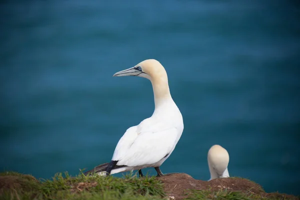 Un par de Gannets del Norte adultos — Foto de Stock