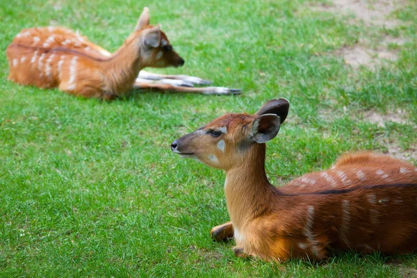 Dvě mladé antilopy žije relaxační na louce — Stock fotografie