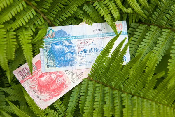 Hong Kong nota bancária nas folhas — Fotografia de Stock