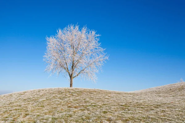 Neve e gelo funebre coperto alberi al mattino gelido . — Foto Stock