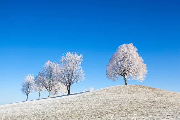 Nieve y heladas cubrieron los árboles en la mañana helada . —  Fotos de Stock