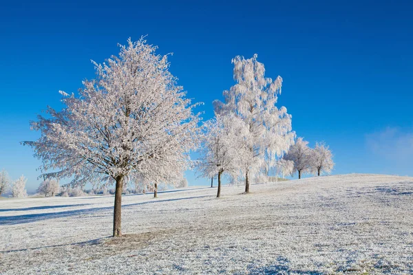 Sníh a hearfrost pokryta stromy mrazivé ráno. — Stock fotografie