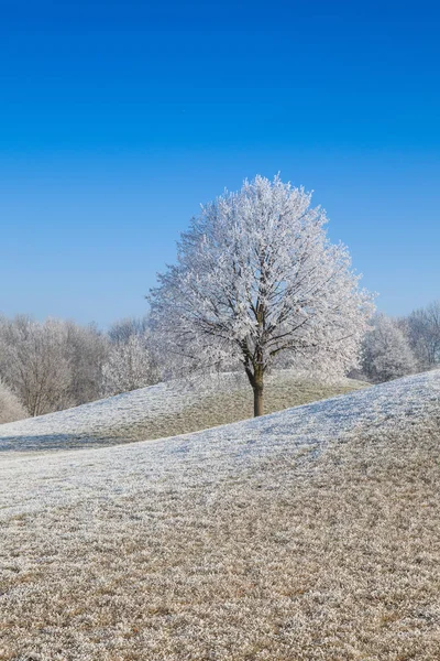 Neve e hearfrost árvores cobertas na manhã gelada . — Fotografia de Stock
