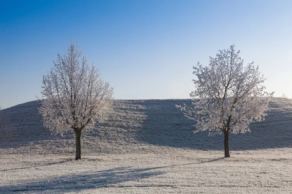 Snow and hearfrost covered trees in the frosty morning. — Stock Photo, Image