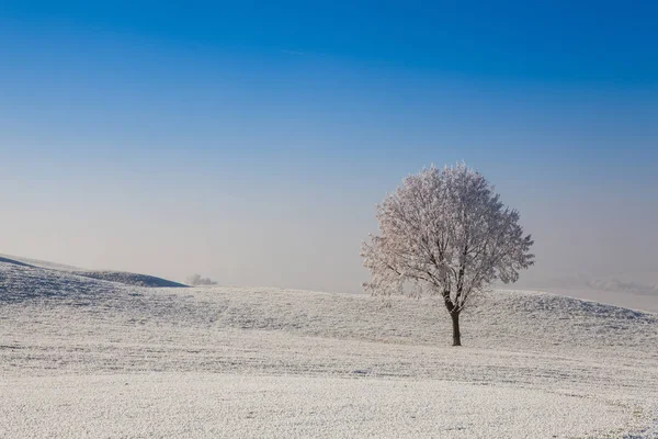 Sne og hearfrost dækket træer i den kølige morgen . - Stock-foto