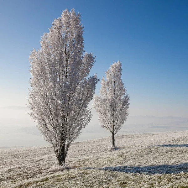 Snow and hearfrost covered trees in the frosty morning. — Stock Photo, Image