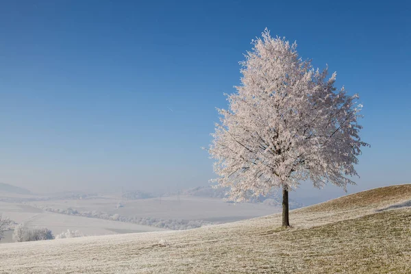 Snow and hearfrost covered trees in the frosty morning. — Stock Photo, Image