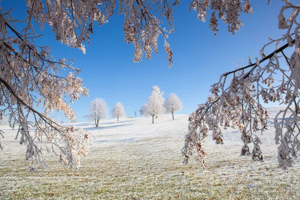 Hó- és hearfrost borított fák fagyos reggel. — Stock Fotó