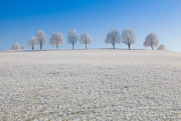 Nieve y heladas cubrieron los árboles en la mañana helada . —  Fotos de Stock