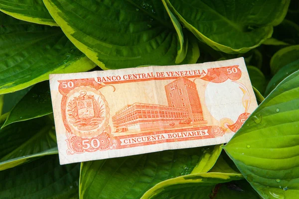 Cinquante billets de banque bolivares vénézuéliens sur les feuilles — Photo
