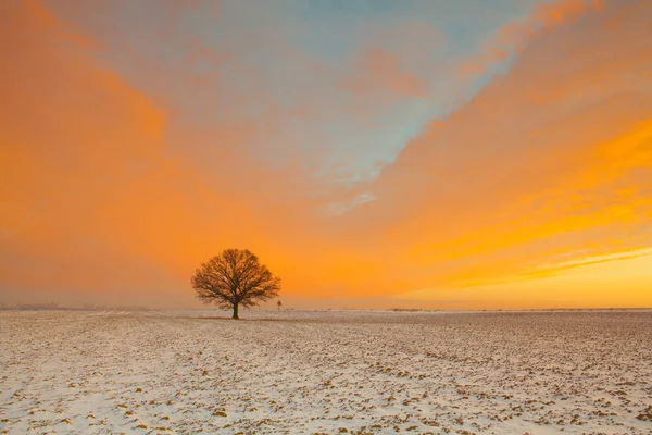 Arbre solitaire sur le champ dans la matinée glacée . — Photo