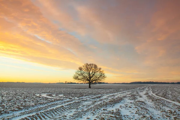 Lonely tree on the field in the frosty morning. — Stock Photo, Image