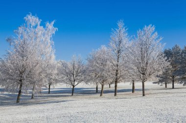 Kar ve hoarfrost ağaçlar soğuk sabah kaplı. 