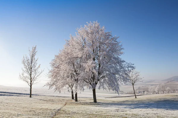 Sníh a jinovatka pokryta stromy mrazivé ráno. — Stock fotografie